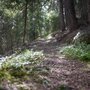 Im Wald auf dem Weg zur Egga