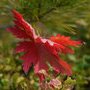 Araignées prends un bain de soleil sur une feuille rouge feu