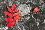 Herbstfarben in Bürchen